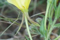 Oenothera glazioviana