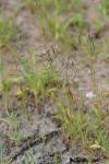 Eragrostis pectinacea