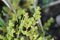 Herniaria glabra