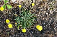 Leontodon saxatilis