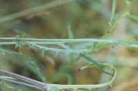 Crepis capillaris