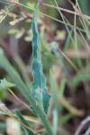 Picris hieracioides