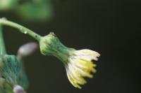 Sonchus asper