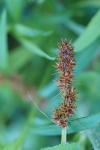 Carex otrubae