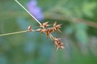 Carex spicata