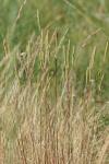 Phleum phleoides