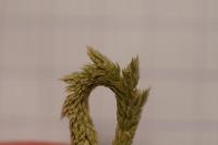 Phleum phleoides