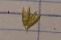 Phleum phleoides