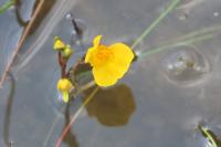 Utricularia neglecta