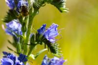 Echium vulgare