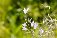 Campanula rapunculus