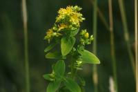 Hypericum perforatum