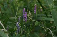 Vicia cracca