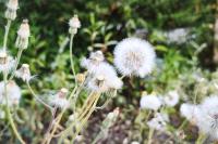 Crepis foetida subsp. foetida