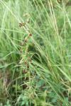 Epipactis muelleri