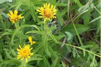 Inula salicina