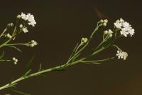Achillea ptarmica