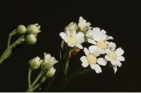 Achillea ptarmica