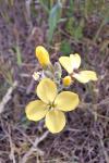 Coincya monensis