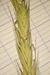 Elytrigia campestris
