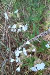 Silene latifolia