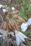 Silene latifolia
