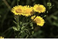 Pulicaria dysenterica