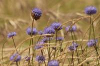 Jasione montana