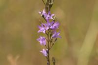 Campanula rapunculus