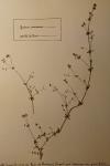 Galium parisiense