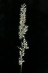 Melica ciliata subsp. magnolii