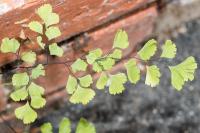Adiantum raddianum