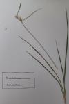 Carex lepidocarpa