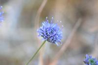 Jasione montana
