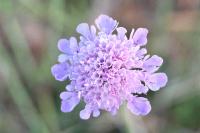 Scabiosa columbaria