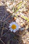 Tripleurospermum inodorum