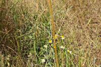 Tripleurospermum inodorum