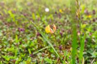 Lotus corniculatus