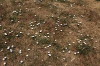 Convolvulus arvensis