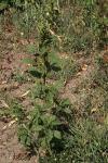 Amaranthus hybridus