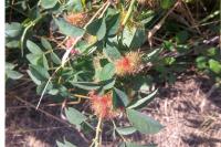 Rosa villosa