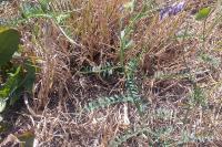 Vicia cracca