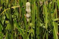 Sparganium emersum