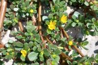 Portulaca oleracea
