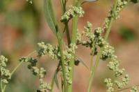 Chenopodium album