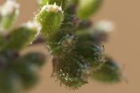 Torilis japonica