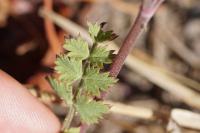 Pimpinella saxifraga