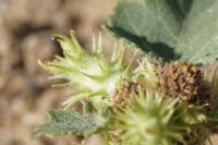 Xanthium orientale subsp. orientale