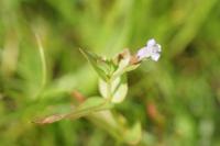 Lindernia dubia