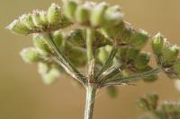 Torilis japonica
